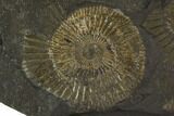 Dactylioceras Ammonite Cluster - Posidonia Shale, Germany #100282-1